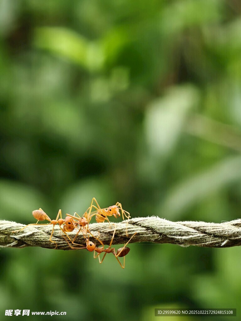 树枝上的忙碌蚂蚁群