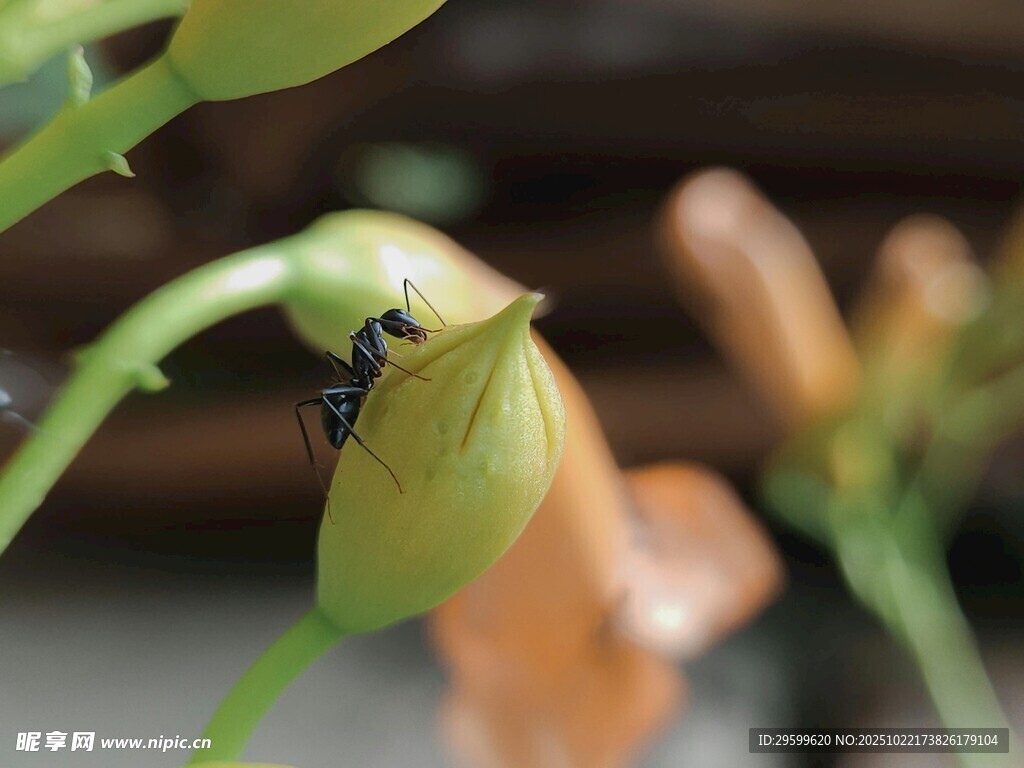 绿色花苞上的黑色小昆虫