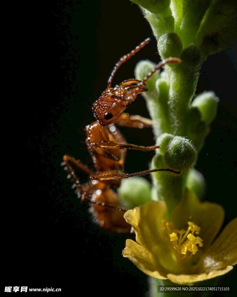 蚂蚁攀附绿植花朵瞬间