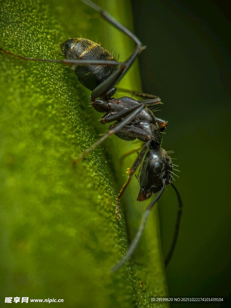 绿叶上的蚂蚁特写