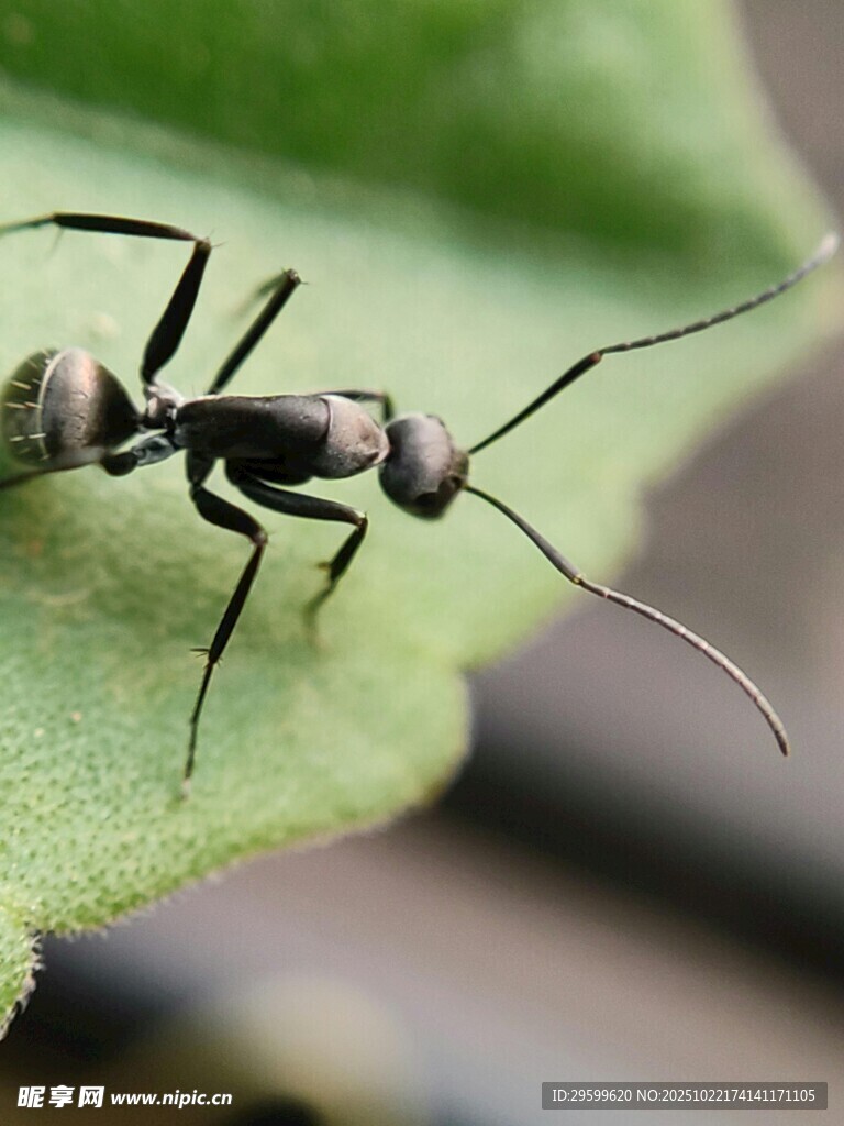 绿叶上的黑蚂蚁