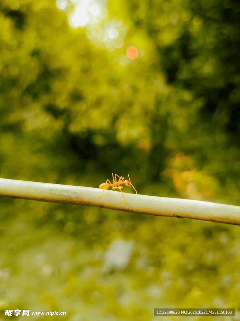 草茎上的小昆虫
