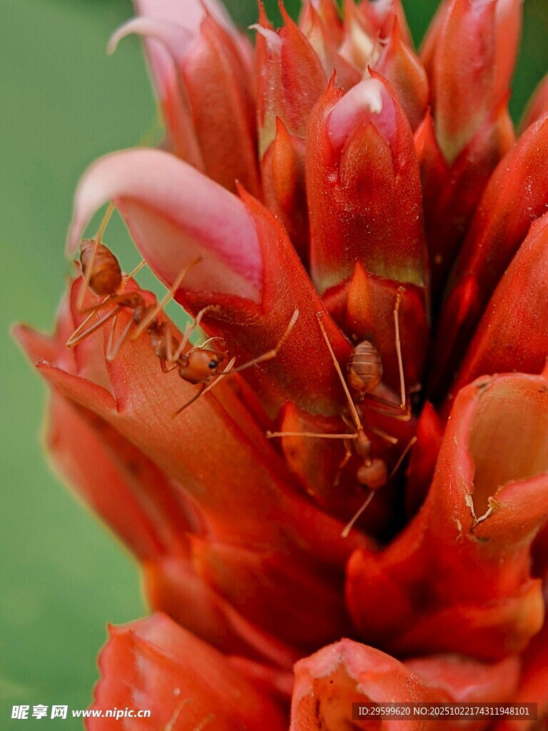 红花朵上的绿色小昆虫
