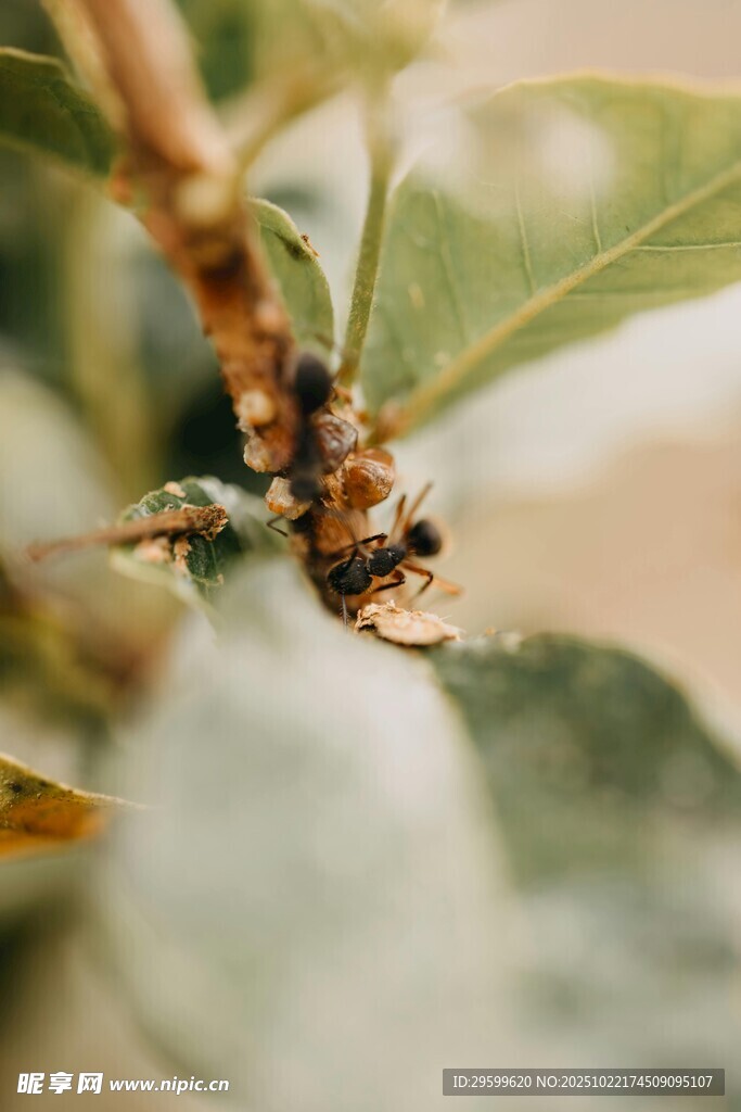 树枝上的昆虫特写