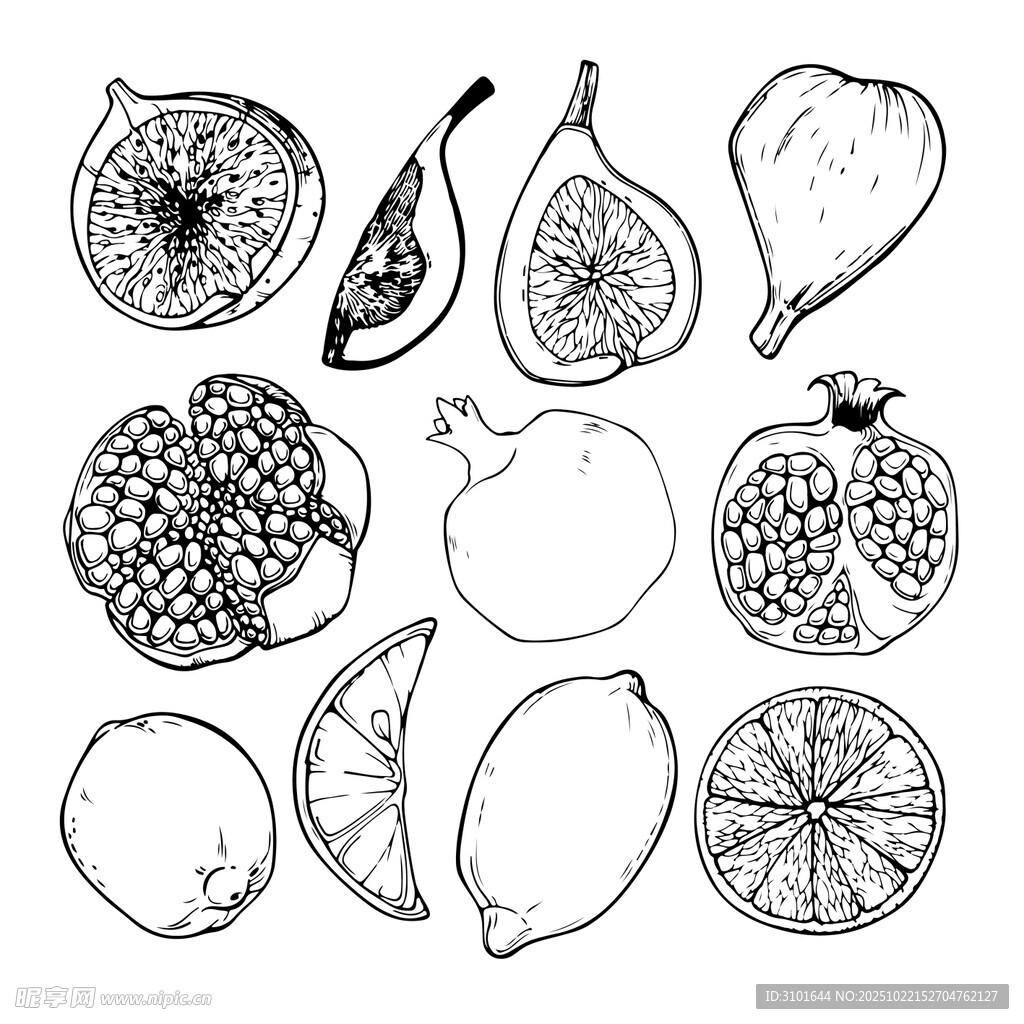 手绘水果线描图