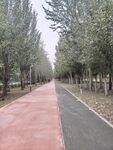 林间双色步道风景宜人