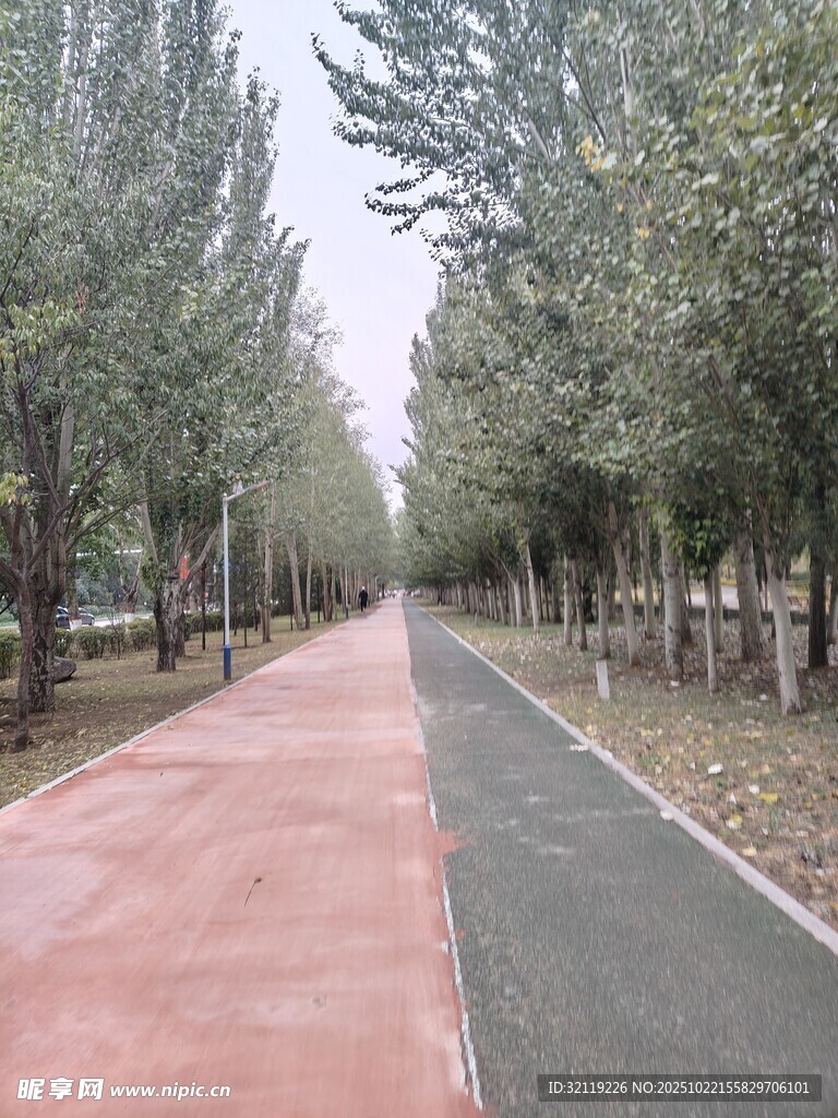 林间双色步道风景宜人
