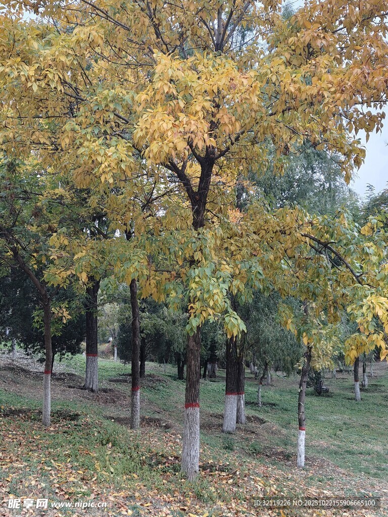 秋日公园树木景致