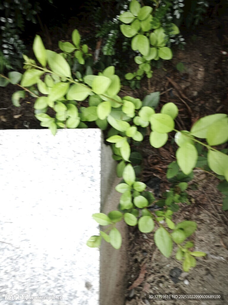 墙边绿植生机盎然