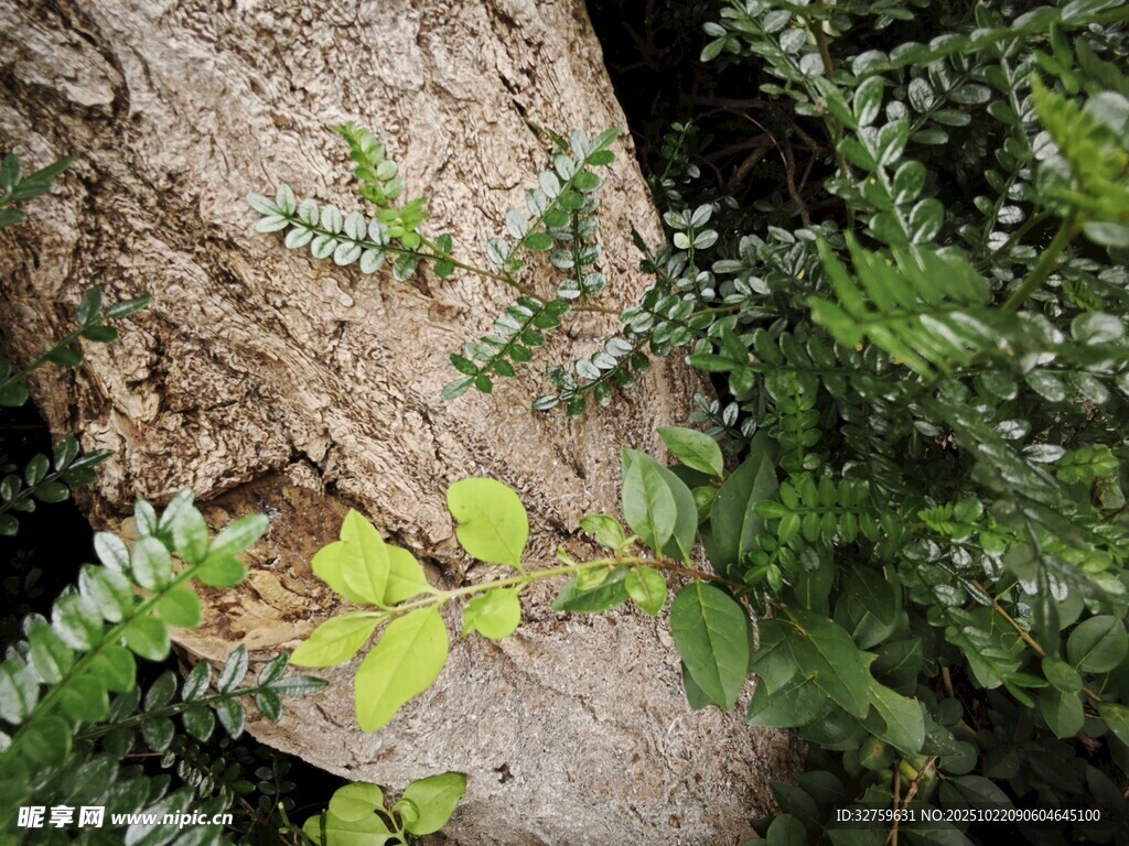 树干旁生长的嫩绿植物