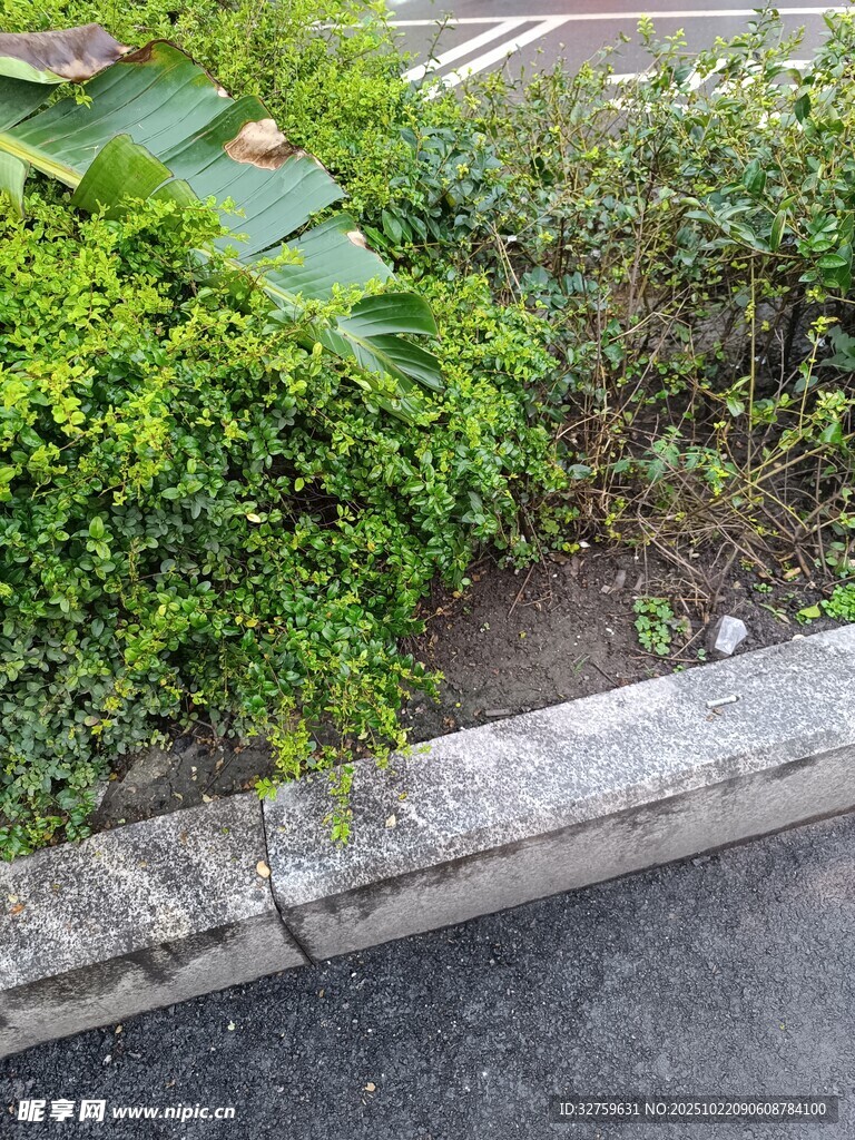 路边绿植景观