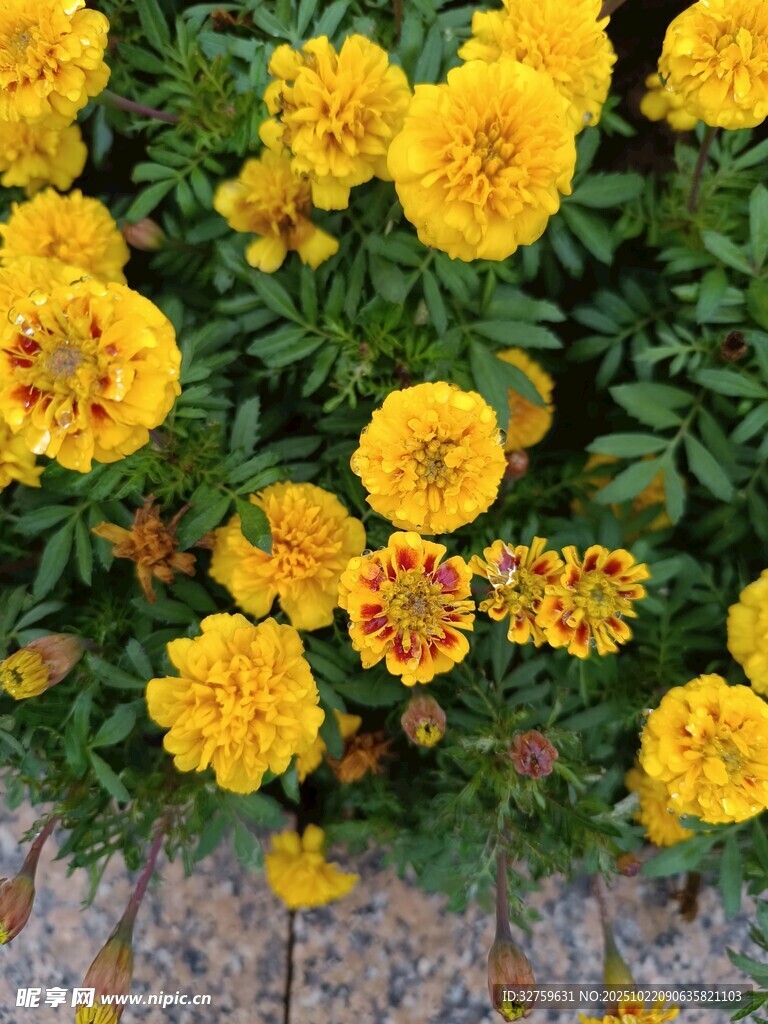 鲜艳黄色万寿菊绽放