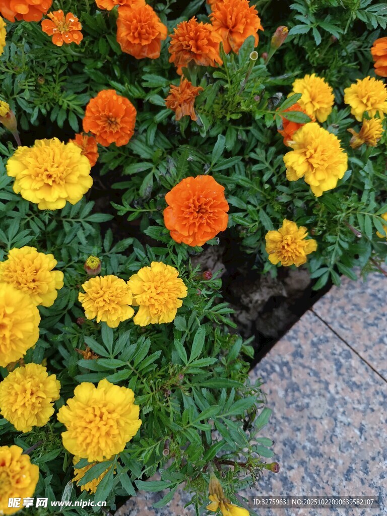 多彩万寿菊绽放于花坛