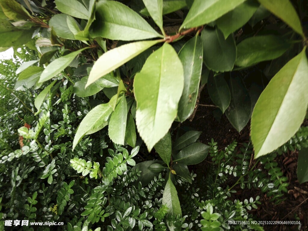 翠绿叶片的生机植物
