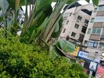 城市中绿植与建筑景观