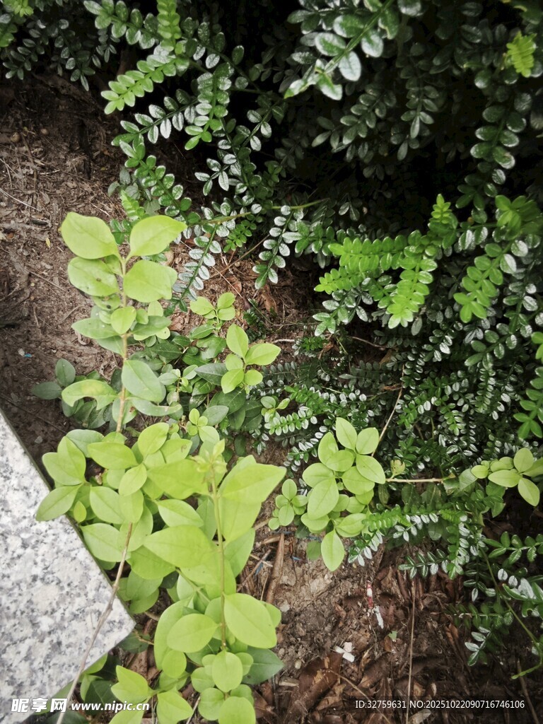地面绿植与石块景观