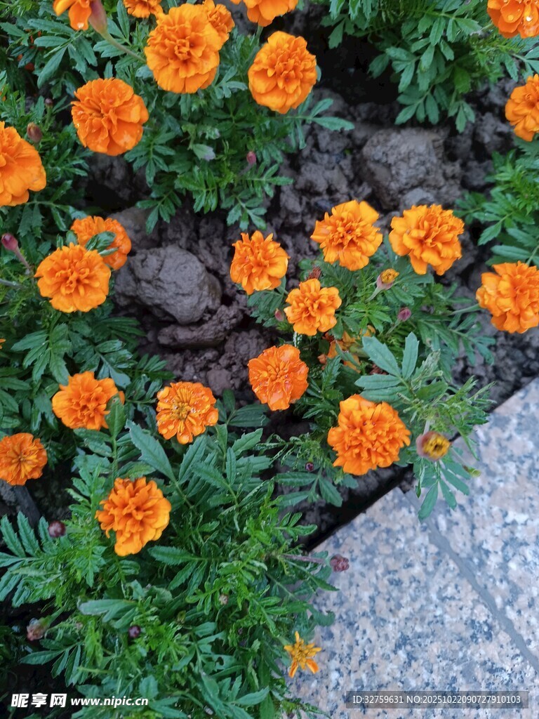 橙色万寿菊绽放于花坛