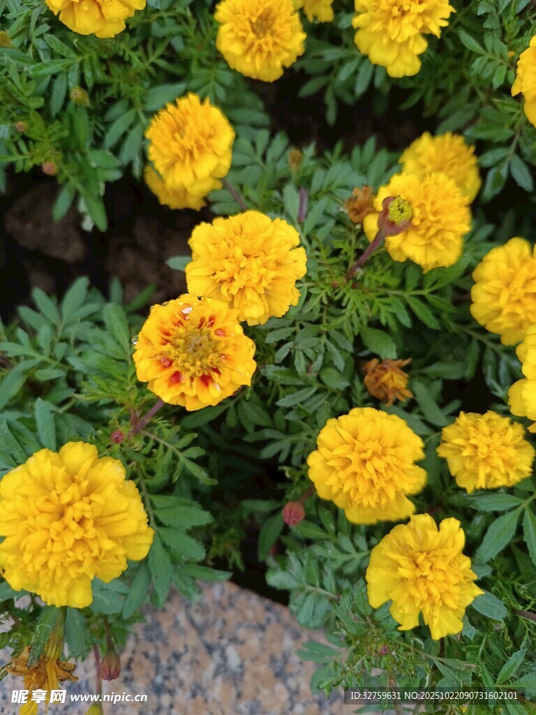 鲜艳黄色万寿菊绽放
