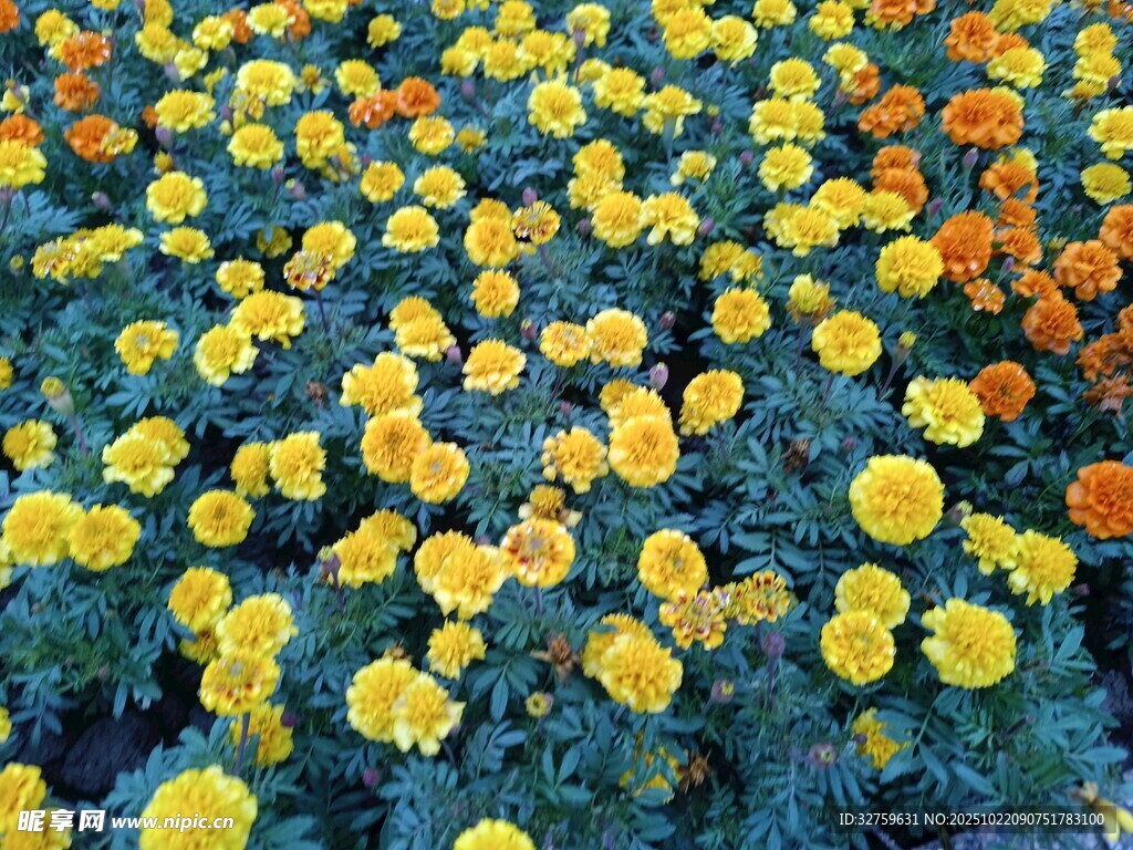 多彩万寿菊盛放的花田