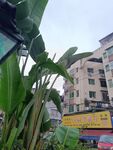 城市中绿植与楼房景象