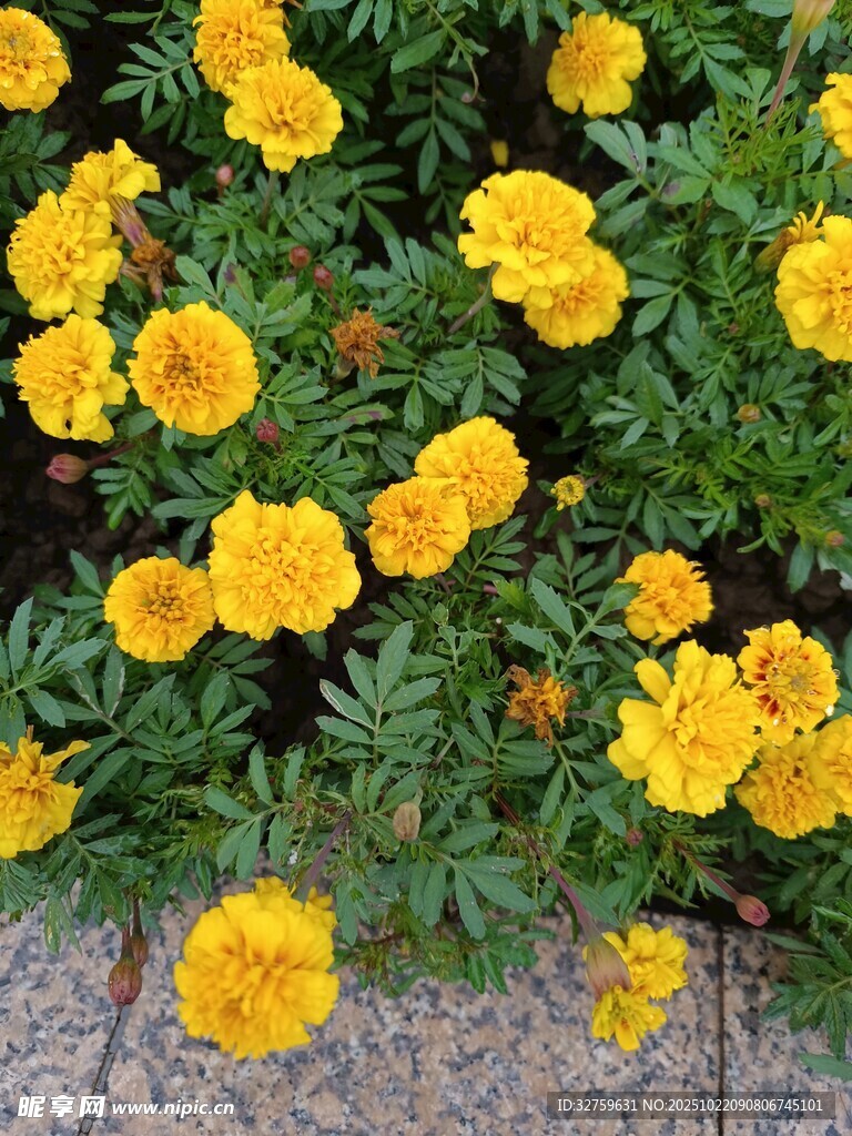 绽放的黄色万寿菊
