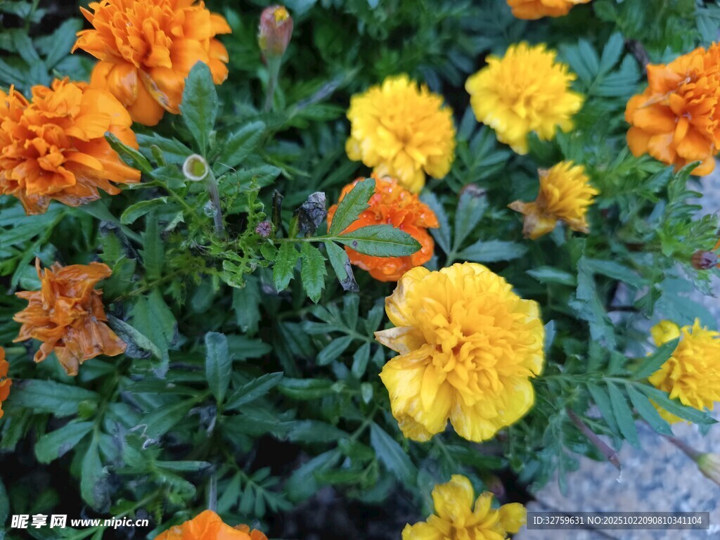 多彩万寿菊绽放