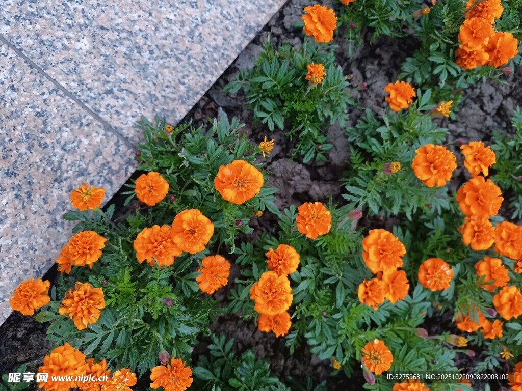 橙色小花绽放于地面