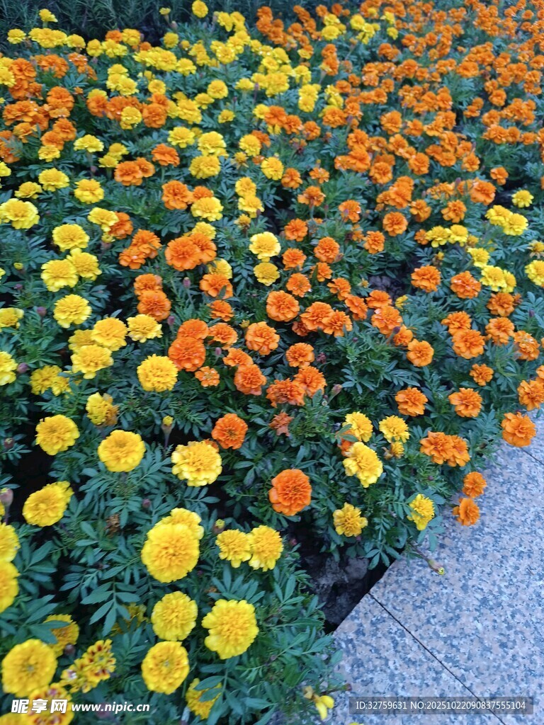 多彩万寿菊装点美丽花田