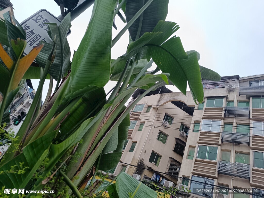 楼前绿植与建筑景观