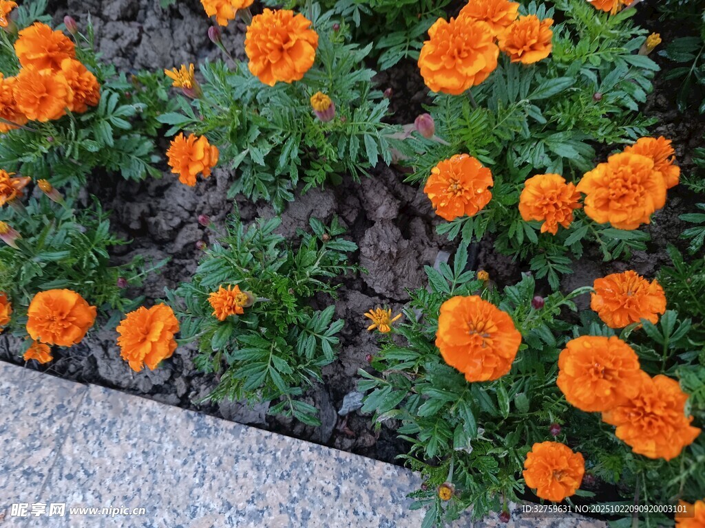 橙色万寿菊绽放于花坛