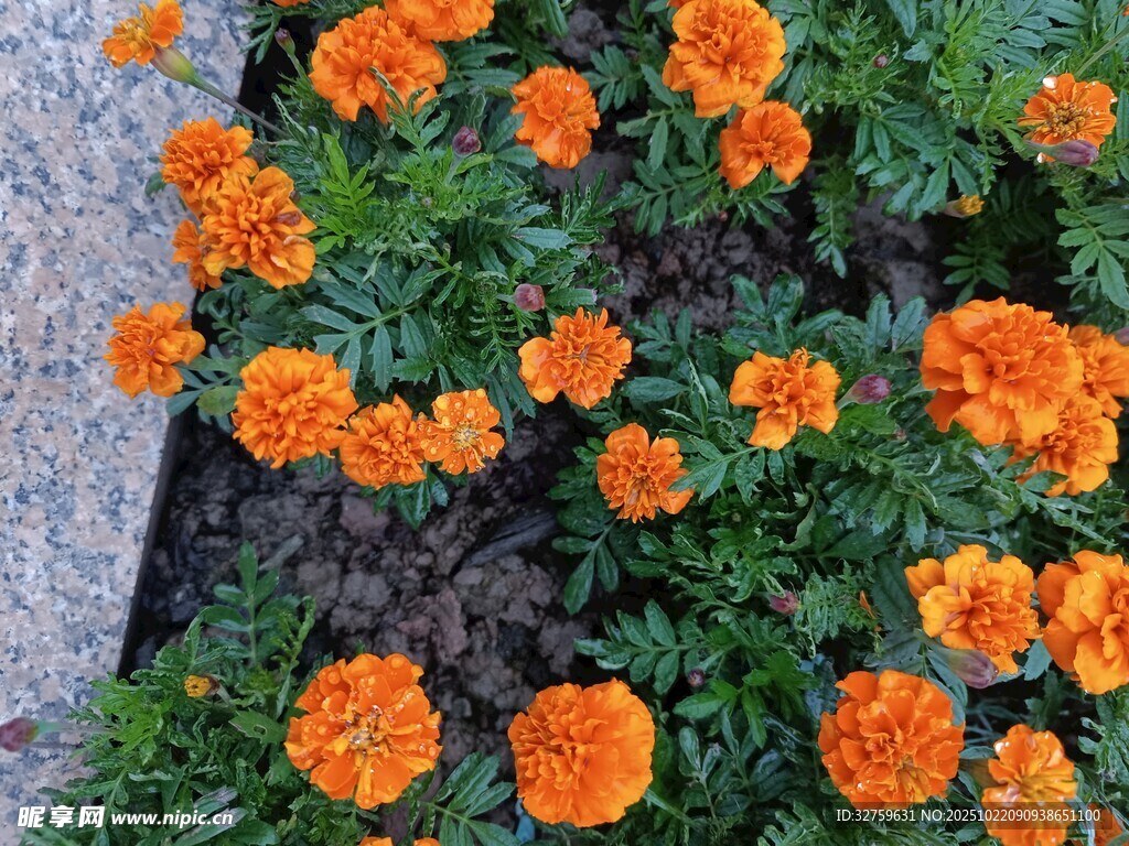 橙色万寿菊绽放于草地