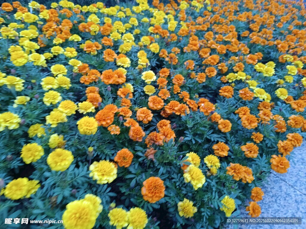 多彩万寿菊绽放的花田