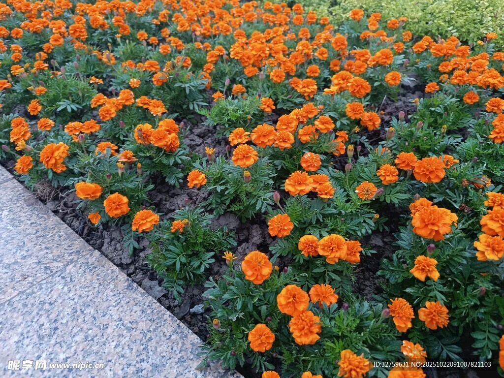 橙色花朵装点的美丽花床