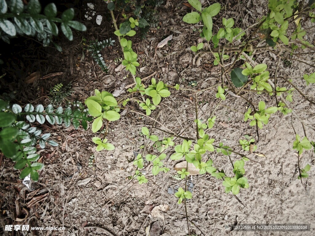 地面绿植与泥土景象