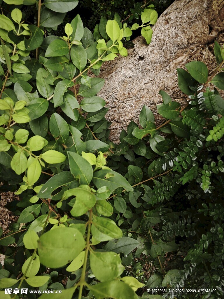 岩石旁的翠绿植物