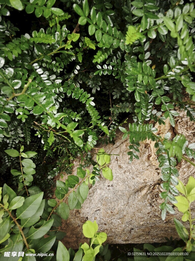 岩石旁的翠绿植物