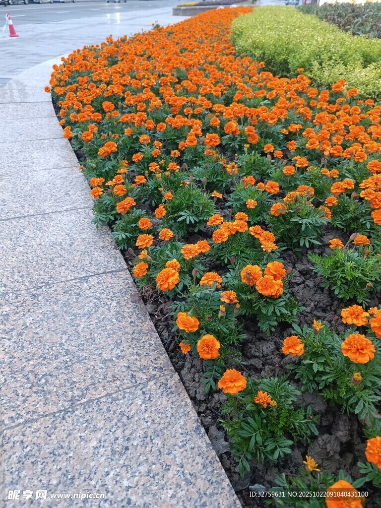 路边盛放的橙色花卉景观