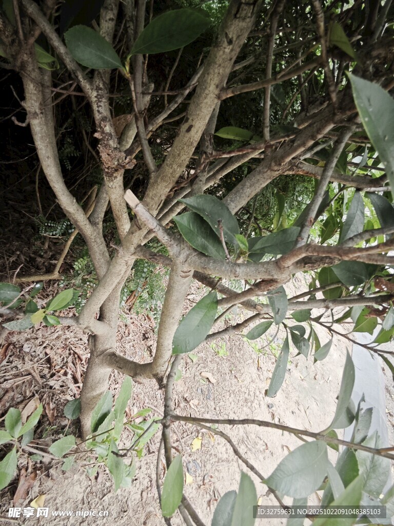 繁茂树枝与绿叶景观