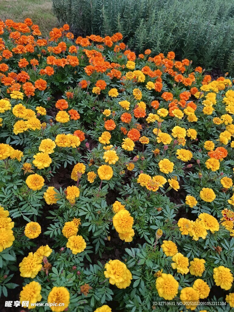 多彩花卉绽放的美丽景致