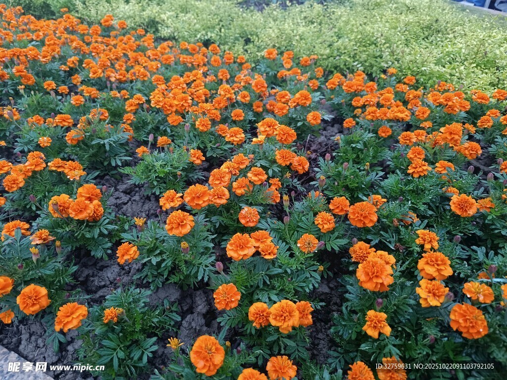 橙色花朵绽放的美丽花田