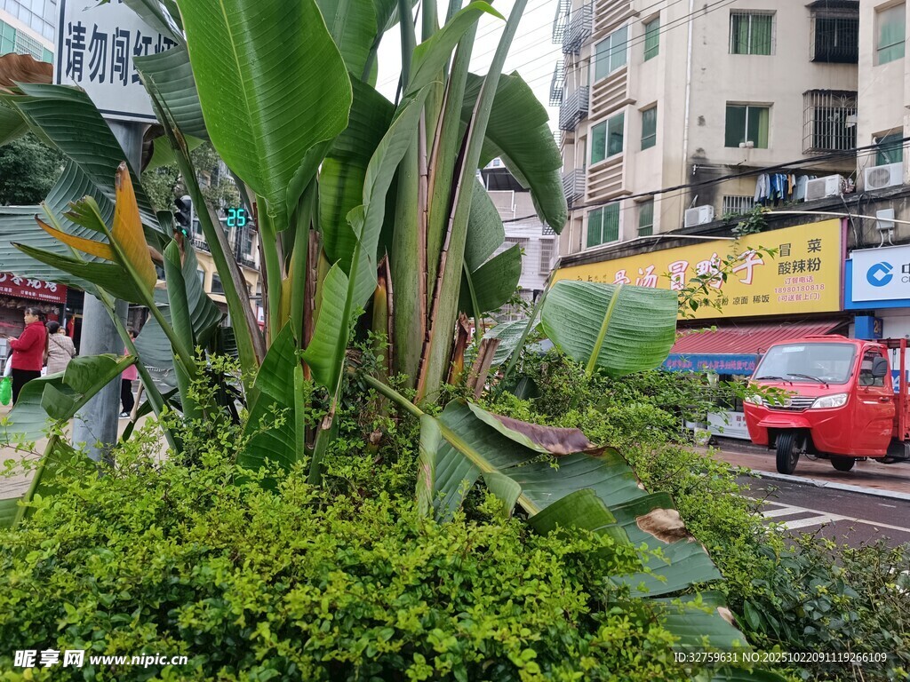 城市街边绿意盎然植物景观