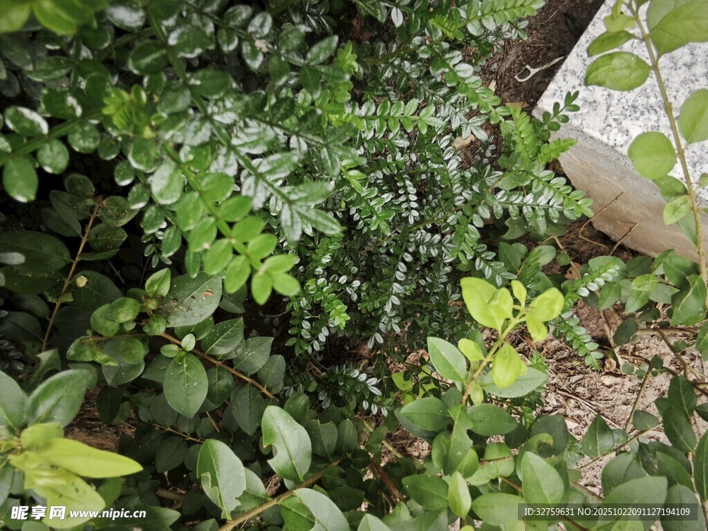 繁茂绿植 