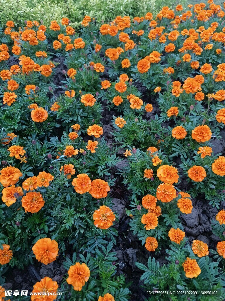 橙色万寿菊盛放的花田
