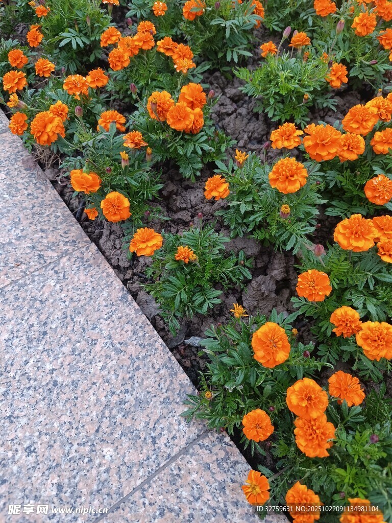 路边盛放的橙色万寿菊