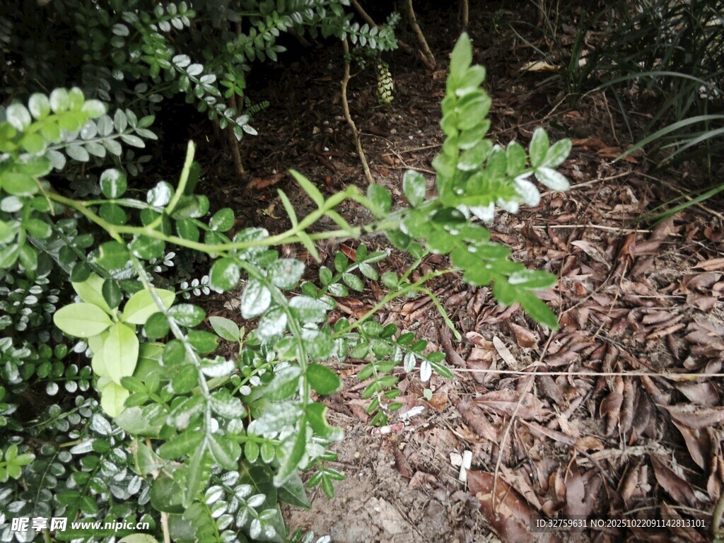 地面的翠绿蕨类植物