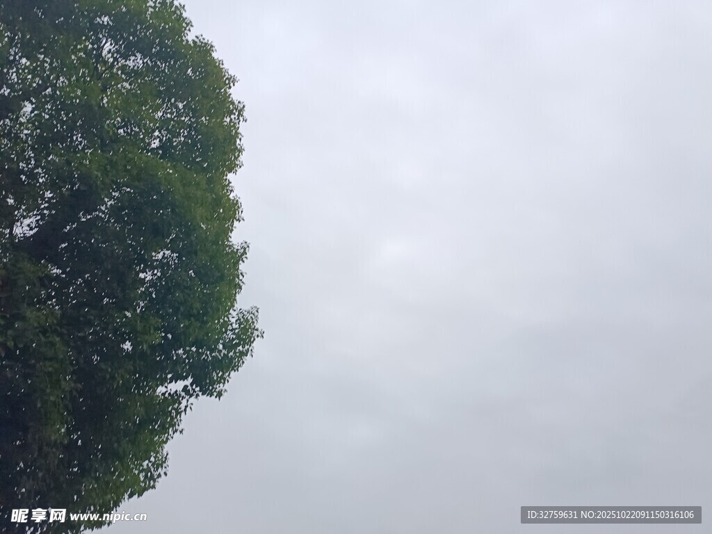 天空下的茂盛绿树