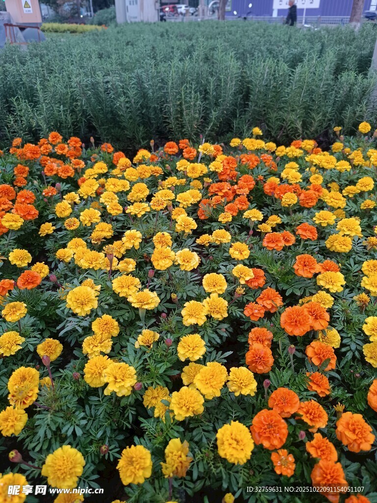 多彩万寿菊绽放的美丽花田