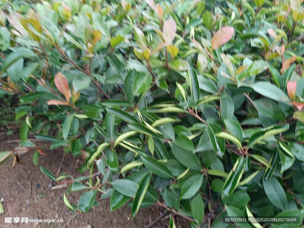 绿叶红边植物景观