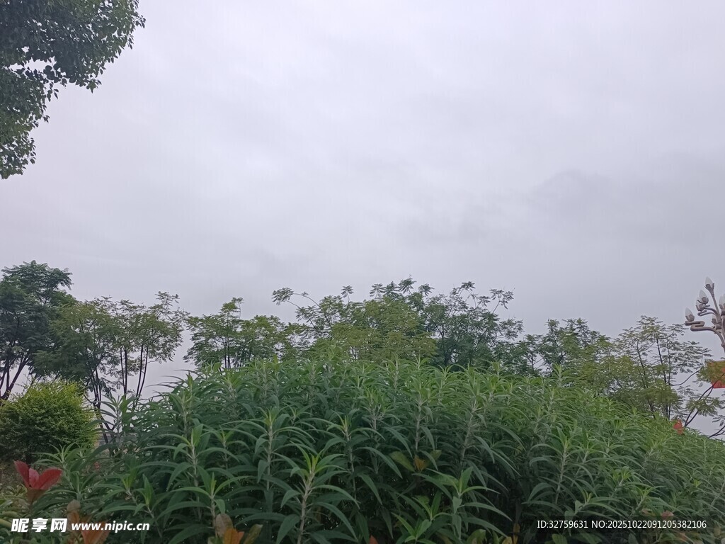 户外绿植景观