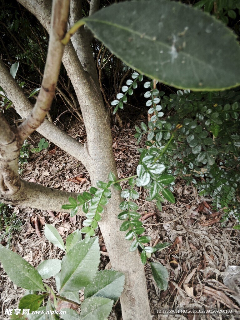 树枝上的串状白色小花